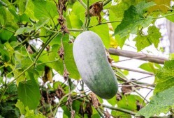 吃瓜生病的视频,揭秘“吃瓜生病”背后的真相