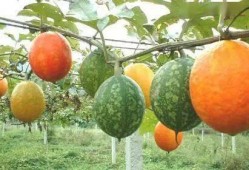 山东吊瓜怎么吃,解锁美味新体验