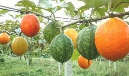 山东吊瓜怎么吃,解锁美味新体验