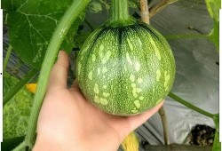 广西水电吃瓜,绿色能源助力乡村振兴的“吃瓜”故事