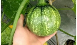 广西水电吃瓜,绿色能源助力乡村振兴的“吃瓜”故事