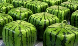 诚实青岛人吃瓜,揭秘瓜界风云，品味瓜香四溢的美食文化