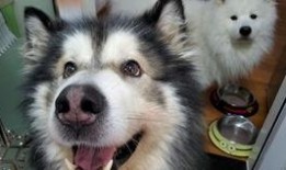 小狗吃白瓜,探索白瓜的诱惑