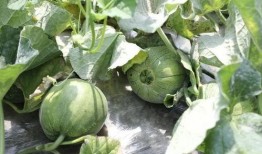 什么瓜叶可以吃,揭秘哪些瓜叶可以安全食用