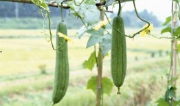 吃瓜生病的视频,揭秘“吃瓜生病”背后的真相