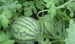 武陟吃瓜的最新信息,最新进展与热议焦点全解析