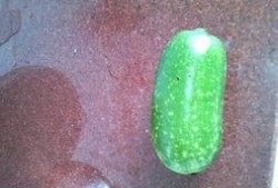 怀孕可以吃儿瓜,儿瓜助力母婴健康