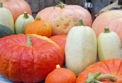 吃瓜网站笋瓜破解,吃瓜网站背后的秘密大公开