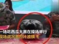 吃瓜王全部视频,揭秘娱乐圈幕后故事，带你领略明星真实生活