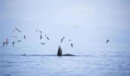 吃面吃鲸吃瓜,一场别开生面的美食之旅