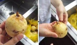 吃梨瓜便血,揭秘肠道健康警示信号