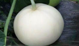 梨瓜蘸什么吃,夏日清新美食新体验