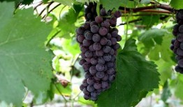 兰考三农吃瓜,瓜田里的乡村振兴新篇章