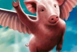 野猪吃瓜头像高清图,趣味横生的自然瞬间