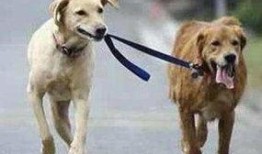 娱乐吃瓜酱安乐狗狗,娱乐吃瓜酱的温馨故事