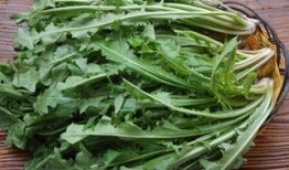 瓜娃吃野菜,一场奇妙的味蕾探险之旅