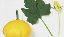 什么瓜叶可以吃,揭秘哪些瓜叶可以安全食用