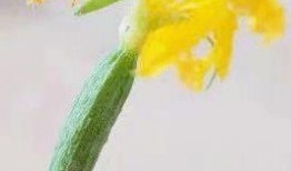 刘露露吃瓜,揭秘娱乐圈幕后故事