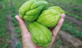 吃瓜电视版,电视版背后的故事与幕后花絮