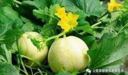 吃梨瓜便血,揭秘肠道健康警示信号