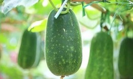 秋后吃三瓜指哪三瓜,必吃三瓜，健康一整秋