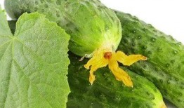 瓜瓜吃瓜简介,揭秘娱乐圈那些不为人知的幕后故事