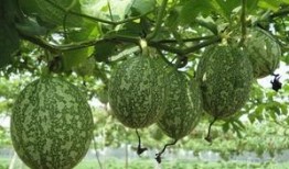 吃瓜专用照片,揭秘那些令人捧腹的吃瓜瞬间