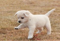 幼犬可以吃小白瓜