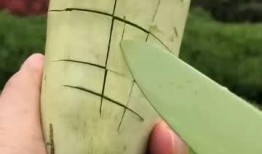 吃瓜语音版,揭秘娱乐圈幕后故事