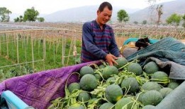 郑营吃瓜,揭秘娱乐圈幕后故事