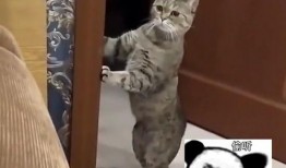 猫咪吵架吃瓜观众