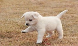 小狗吃白瓜,探索白瓜的诱惑